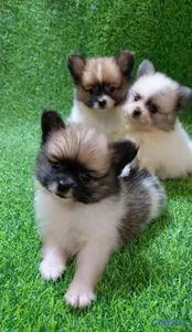 adorable cachorros pomerania macho