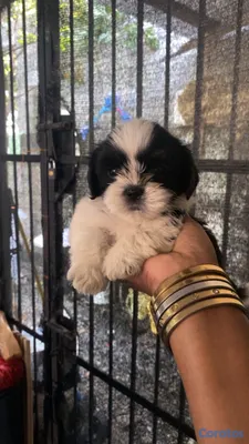 animales y mascotas - perrito shizut vacunado de tan solo un mes y una semana  2