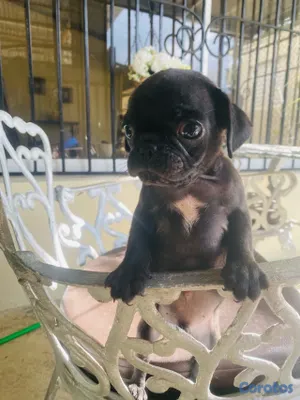 animales y mascotas - pug macho 8