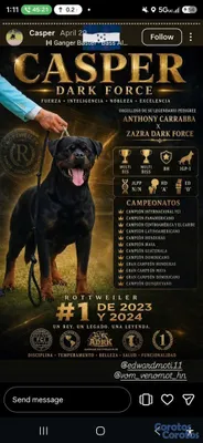animales y mascotas - 🐾 Cachorros Rottweiler con Pedigree – Excelente Línea de Sangre 🐾 18