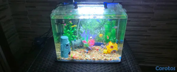 animales y mascotas - Pecera Acuario 10 galones,  3