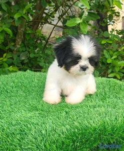 shipoo