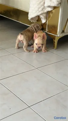 animales y mascotas - Bulldog frances hembras con pedigrí oferta 5