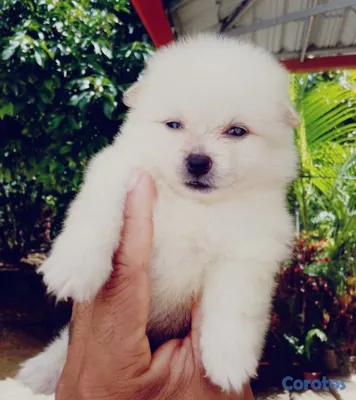animales y mascotas - Cachorros Pomeranias Disponibles  3