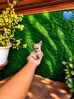 animales y mascotas - OFERTA CACHORRO CHIHUAHUA MACHO MINI UBICADO EN SANTO  5