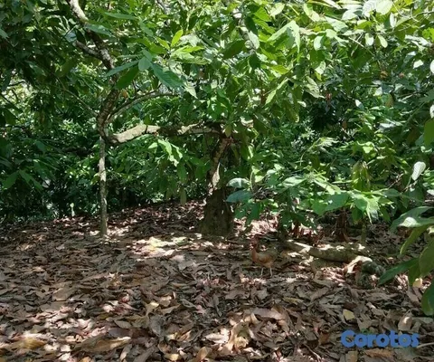 solares y terrenos - Se Vende finca de Cacao en San Fco. De Macoris
 7