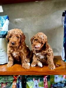 hermosos cachorritos goldendoodle 