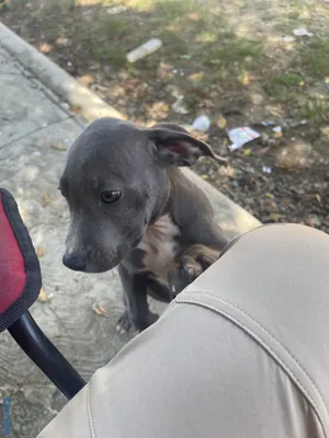 animales y mascotas - Pitbull Terrier  8