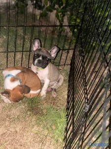bulldog francés pied en venta 