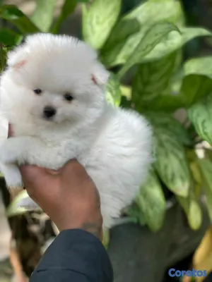 animales y mascotas - hermosos cachorritos  pomerania mini  3