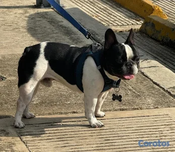 BULLDOG FRANCES FRENCHIE PARA MONTA