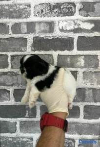 Hermosos cachorritos Shitzu mini