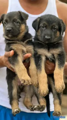 animales y mascotas - hermosos Cachorros de pastor alemán  2