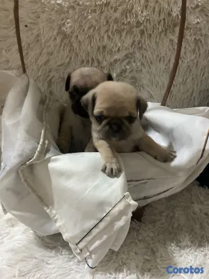 animales y mascotas - Cachorros Pug 4