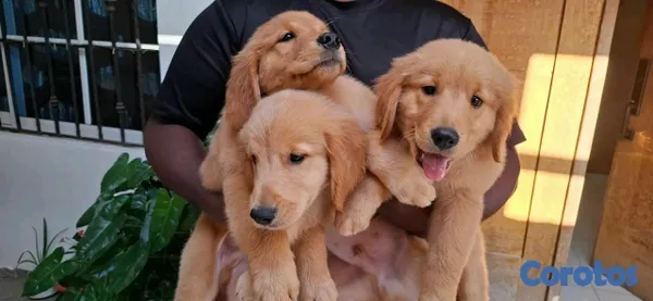 animales y mascotas - hermosos cachorritos de golden retrievee  5