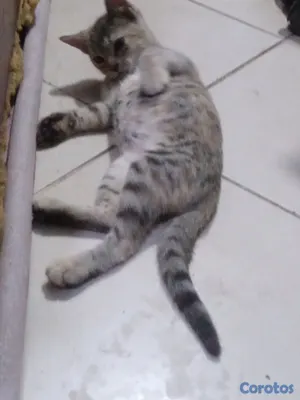animales y mascotas - Gatita cazadora profesionañ 5