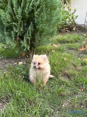 animales y mascotas - Especial de cachorro pomerania macho en santiago e 2
