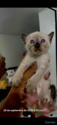 animales y mascotas - Gato siames 14 mil c/u  3