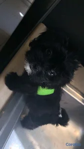 HERMOSA CACHORRITA SHIPOO