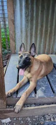 animales y mascotas - Pastor Belga Malinois 3