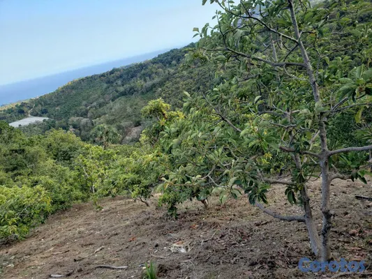 solares y terrenos - Vendo Finca de AGUACATE en Paraíso, BARAHONA, 255, 6