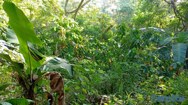 solares y terrenos - 30 TAREAS PRÓXIMO A HATO DAMAS 3