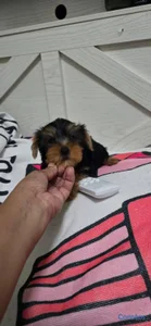 Especial de cachorro yorkie ambos sexo en santo do