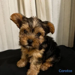 yorkie terrier macho disponible 