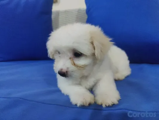 animales y mascotas - hermosos cachorros shihppo shipo chipo poodle puder 10