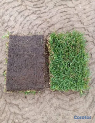 herramientas, jardines y exterior - Vendo todos tipos de paletas de zacate.

San Agustín 
Bermuda.
Zoysia.
 20