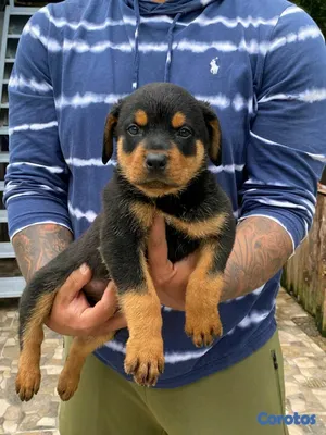 animales y mascotas - hermosos Cachorros de rottwailer ambos sexo 6