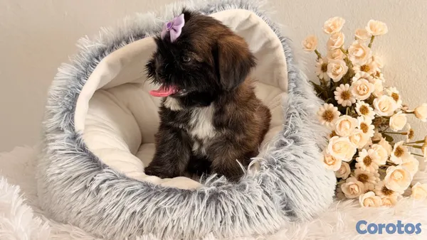 animales y mascotas - Shihtzu dos meses Ambos Sexos  12