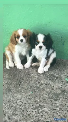 animales y mascotas - hermosos cachorritos de king cavalier  8