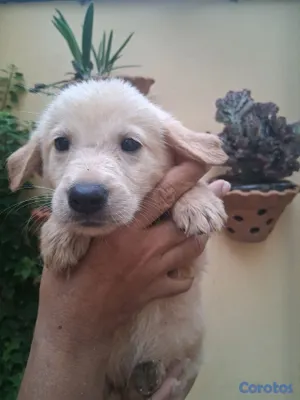 animales y mascotas - Lindos y juguetones  Golden Retriever esperando ser parte de tu casa  6