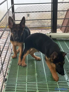 OFERTA CACHORRO PASTOR ALEMÁN CON PEDIGRI UBICADO 