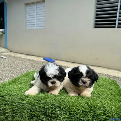 animales y mascotas - cachorro shipoo 6