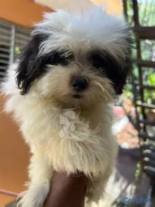 OFERTA CACHORRO SHIPOO MACHO UBICADO EN SANTO DOMI