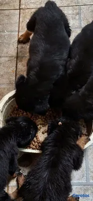 animales y mascotas - hermosos Cachorros de Rottwailer  2
