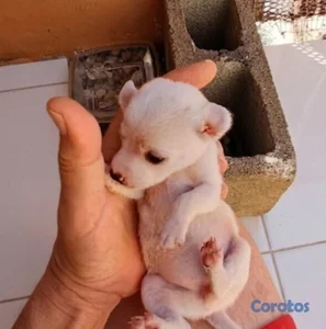 Chihuahua Mini Blanco