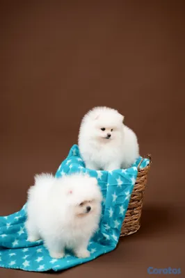 animales y mascotas - POMERANIA VEAS POMS | PARA QUIENES BUSCAN ALGO ESPECIAL 2