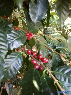 solares y terrenos - SE VENDE HERMOSA FINCA EN EL CACAO de San Cristoba 10