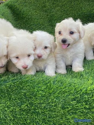 animales y mascotas - maltipoo 3