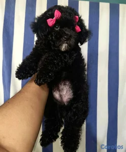 OFERTA CACHORRO POODLE TOY HEMBRA UBICADA EN SANTO