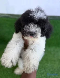 Especial de cachorro maltipoo hembra en santo domi