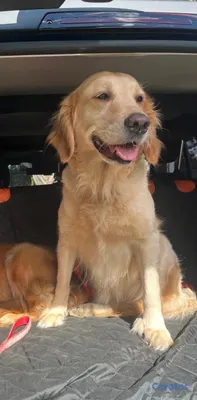 animales y mascotas - Golden Retriver  3