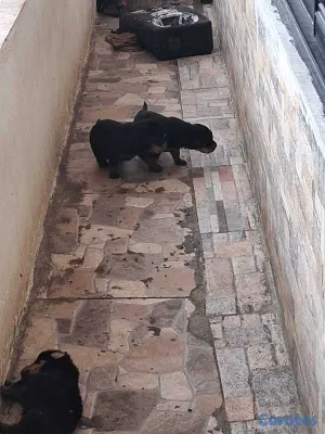 animales y mascotas - Cachorros Rottwailer Ambos sexo 4