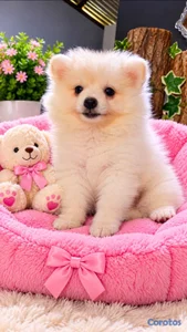 OFERTA CACHORRO POMERANIA HEMBRA EN UBICADO EN SAN