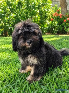 Descripción ESPECIAL CACHORRO SHIPOO MACHO EN UBIC