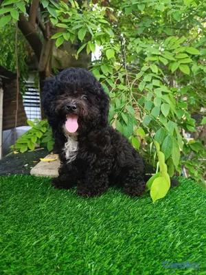 animales y mascotas - OFERTA CACHORRO POODLE TOY AMBO SEXO UBICADA EN SA 4