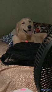 Golden Retriever Hembra 